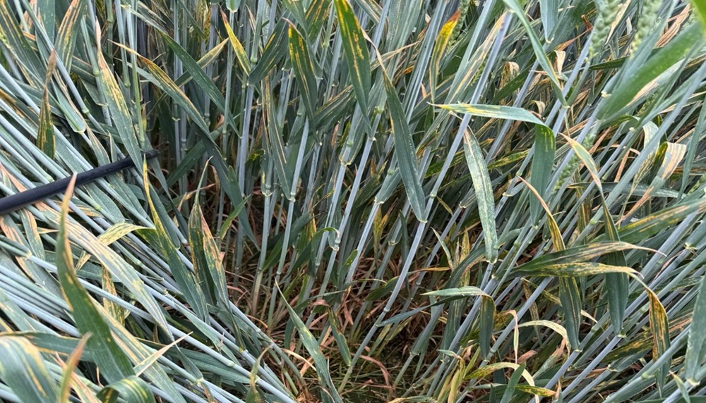 Wheat plants not treated with fungicides showing septoria symptoms.